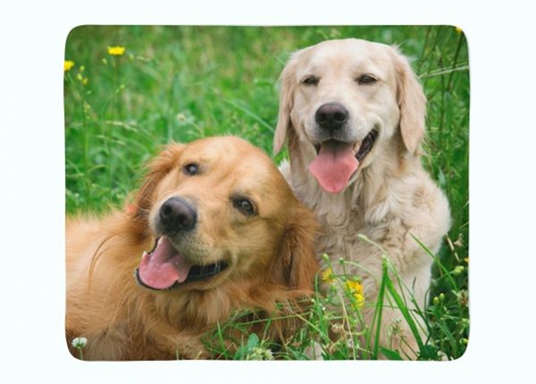 Pleed Labradors Retrievers in the Meadow 130x150 cm