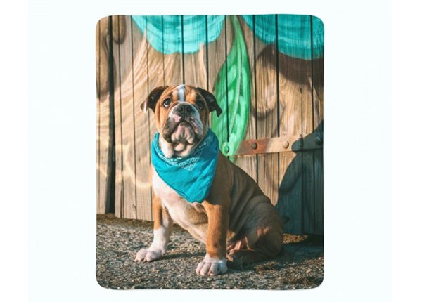 Pleed Stylish English Bulldog Puppy 150x200 cm