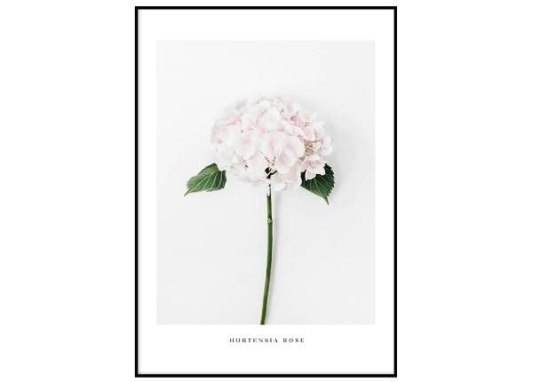 Poster Hortensia