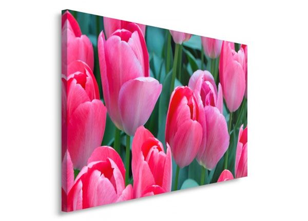 Seinapilt Pink tulips 50x70 cm